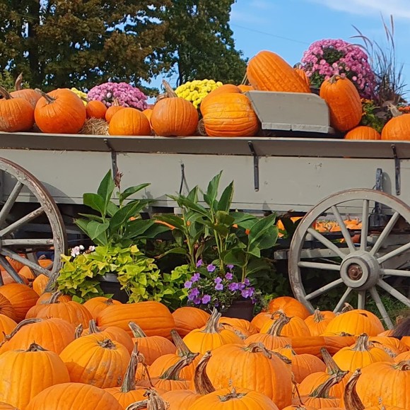 Meet your Posher, Oscar - Picture 1 of 1